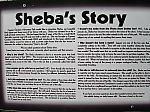 Shebas Story